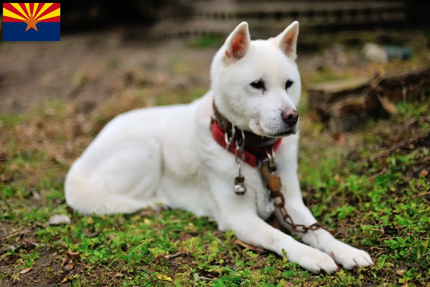 Kishu puppies and breeder Arizona Here you can find Kishu breeders in Arizona.