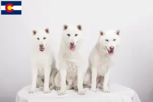 Read more about the article Kishu breeders and puppies in Colorado