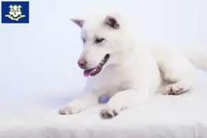 Read more about the article Kishu breeders and puppies in Connecticut