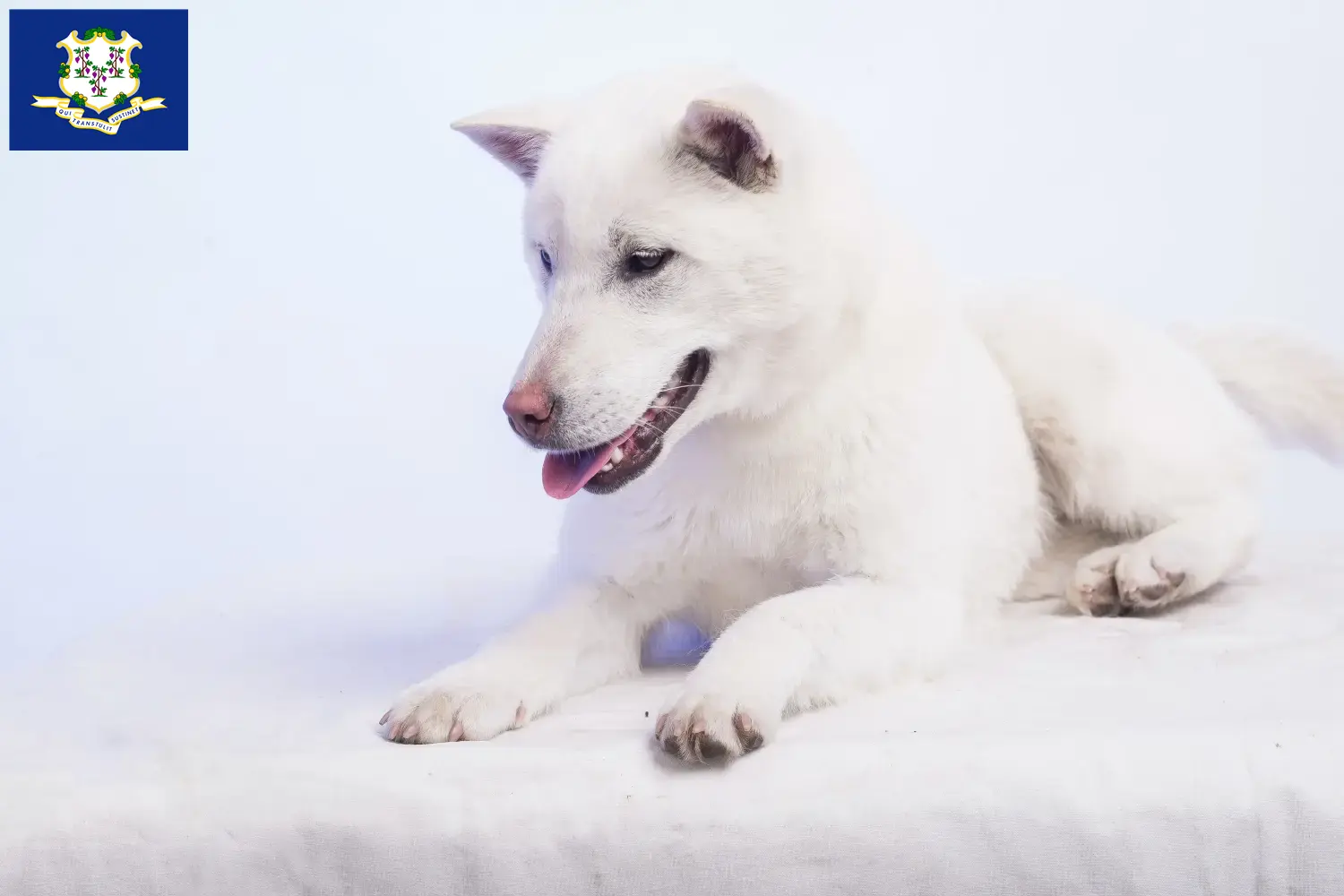 Kishu puppies and breeders Connecticut Here you can find Kishu breeders in Connecticut.