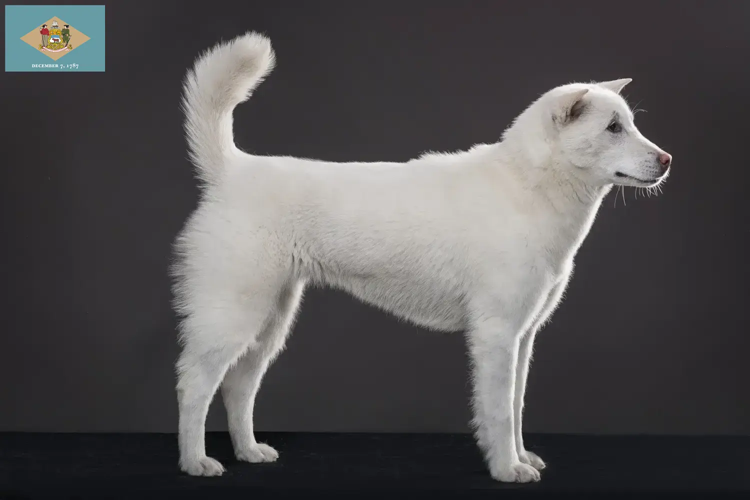 Kishu puppies and breeders Delaware Find Kishu breeders in Delaware here.