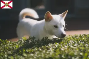 Read more about the article Kishu breeders and puppies in Florida