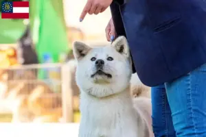 Read more about the article Kishu breeders and puppies in Georgia