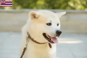 Read more about the article Kishu breeders and puppies in Hawaii