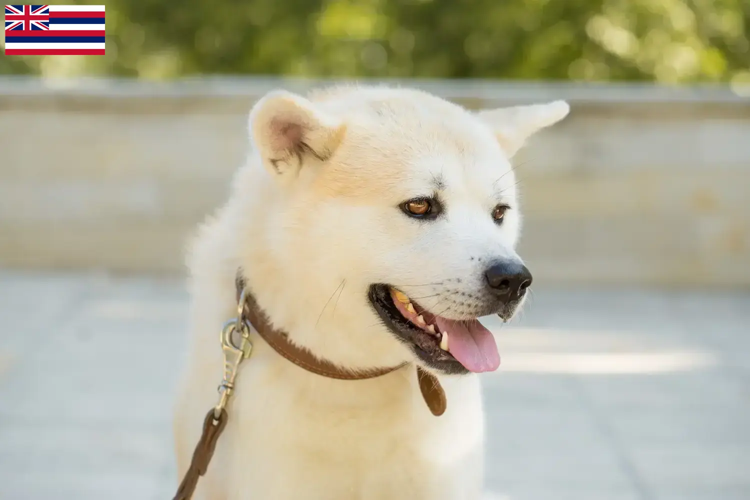 Kishu puppies and breeders Hawaii Here you can find Kishu breeders in Hawaii.