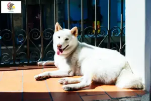 Read more about the article Kishu breeders and puppies in Illinois