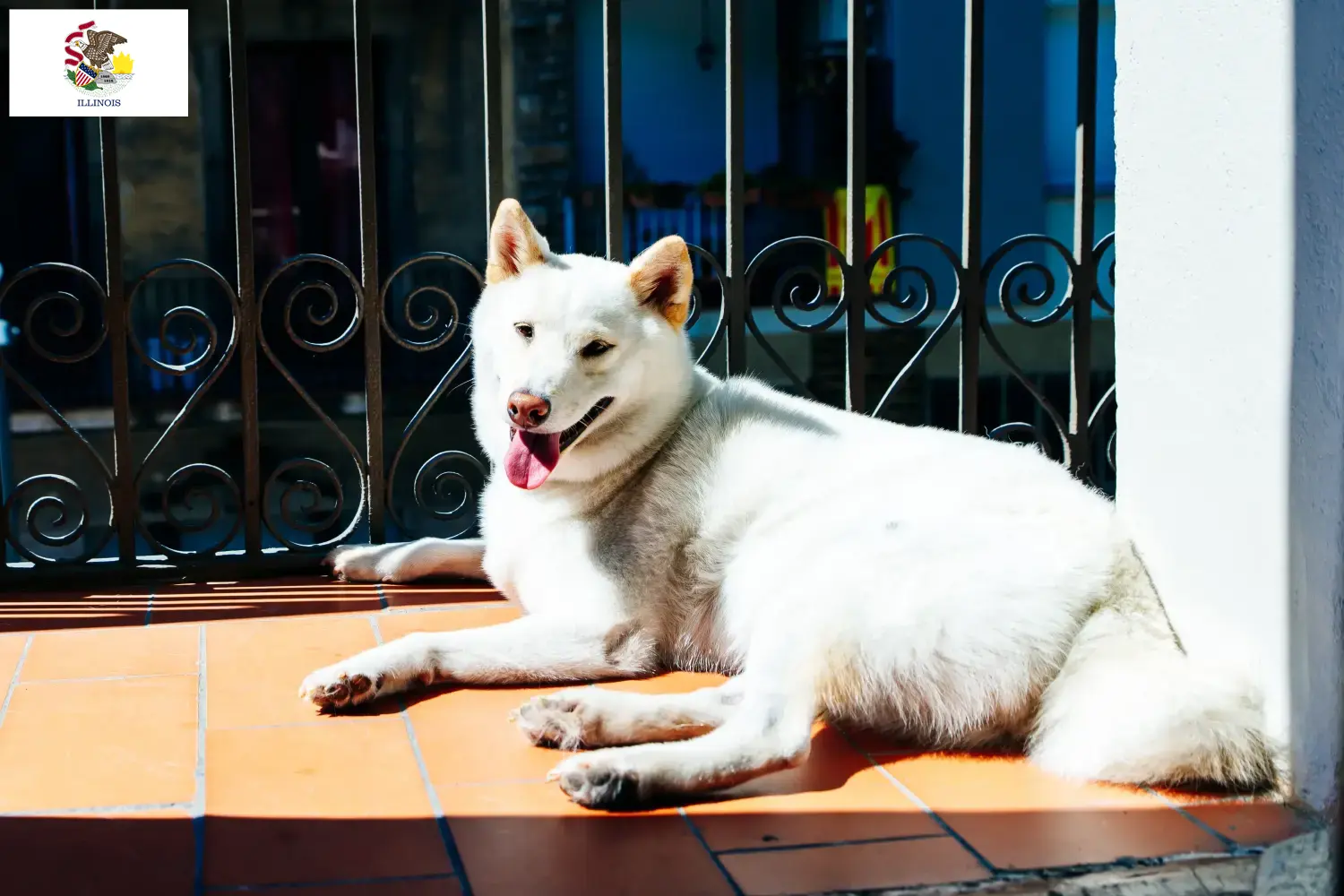 Kishu puppies and breeders Illinois Here you can find Kishu breeders in Illinois.
