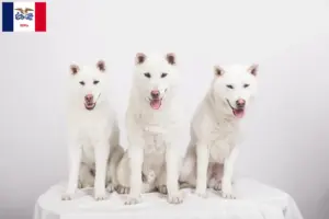 Read more about the article Kishu breeders and puppies in Iowa