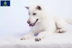 Read more about the article Kishu breeders and puppies in Kansas