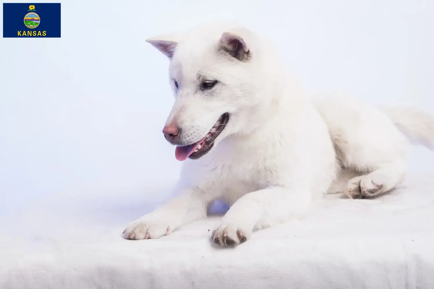 Kishu puppies and breeders Kansas Here you can find Kishu breeders in Kansas.