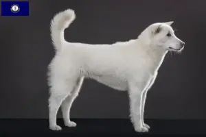 Read more about the article Kishu breeders and puppies in Kentucky