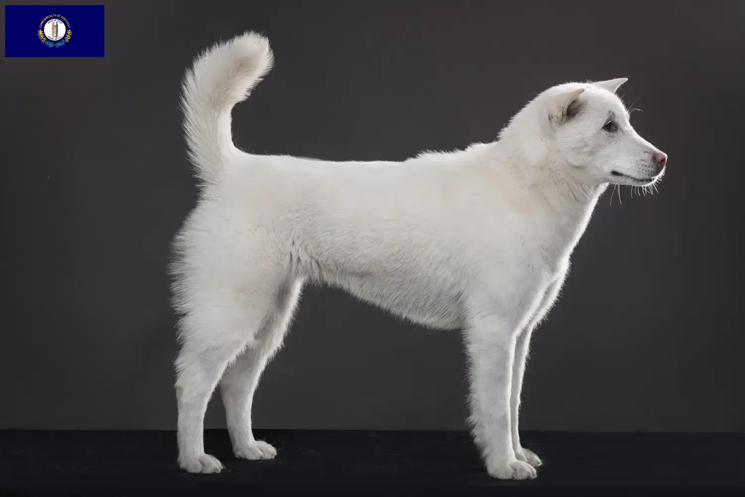 Kishu puppies and breeders Kentucky Here you can find Kishu breeders in Kentucky.