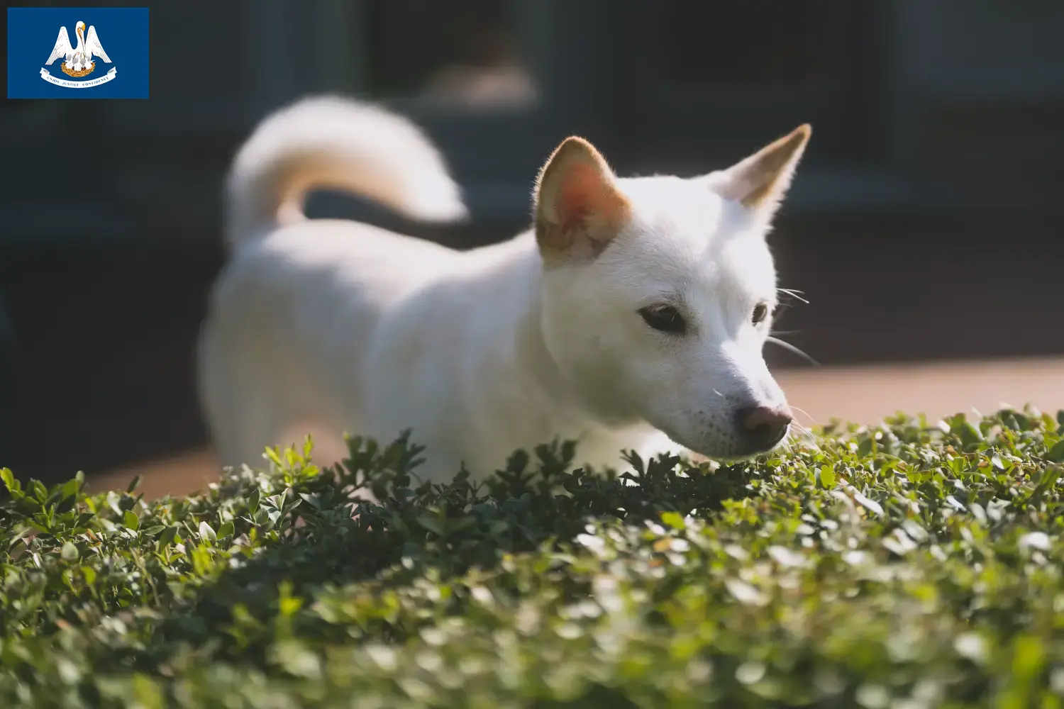 Kishu puppies and breeders Louisiana Here you can find Kishu breeders in Louisiana.