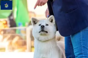 Read more about the article Kishu breeders and puppies in Maine