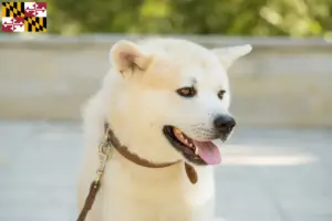 Read more about the article Kishu breeders and puppies in Maryland
