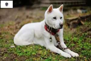 Read more about the article Kishu breeders and puppies in Massachusetts
