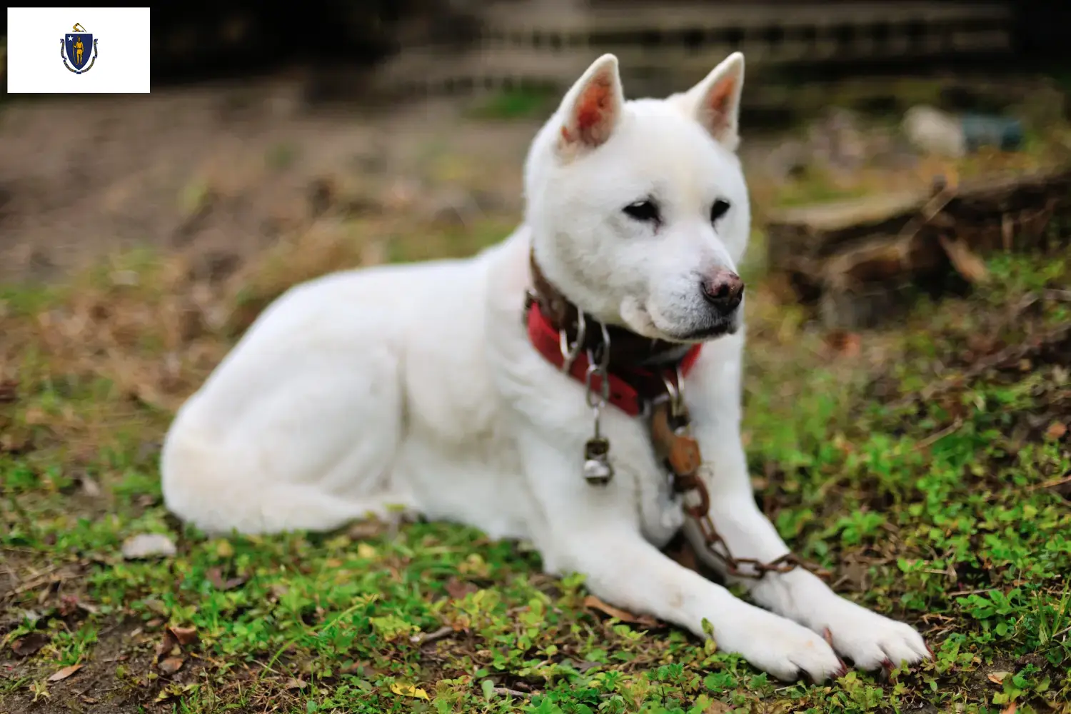 Kishu puppies and breeders Massachusetts Here you can find Kishu breeders in Massachusetts.