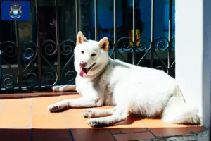 Read more about the article Kishu breeders and puppies in Michigan