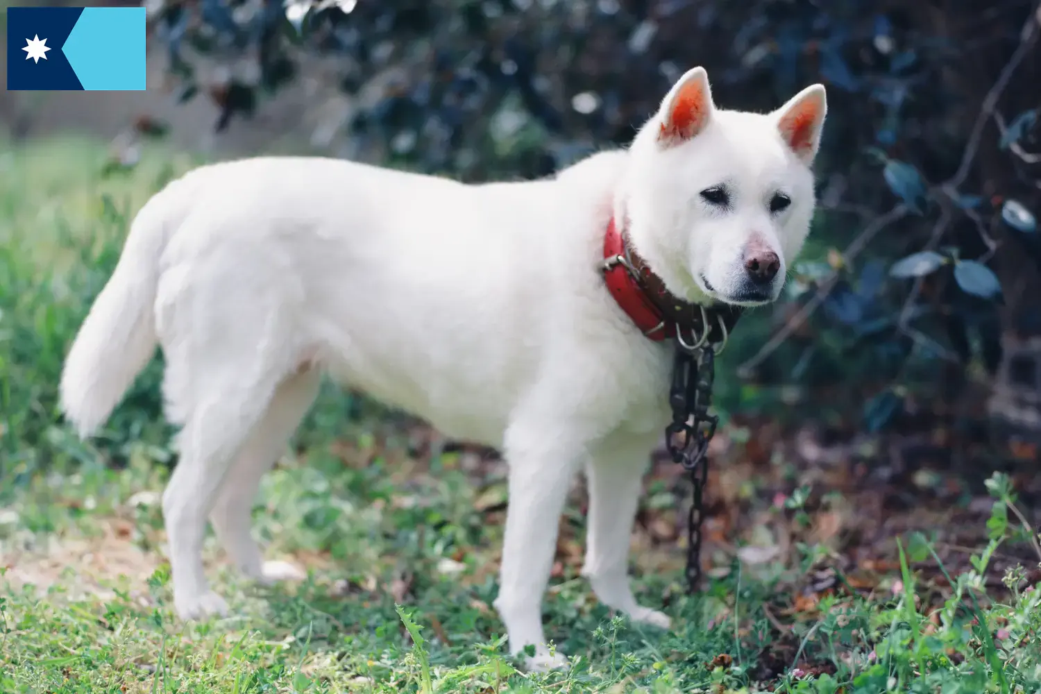 Read more about the article Kishu breeders and puppies in Minnesota