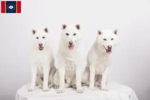Read more about the article Kishu breeders and puppies in Mississippi