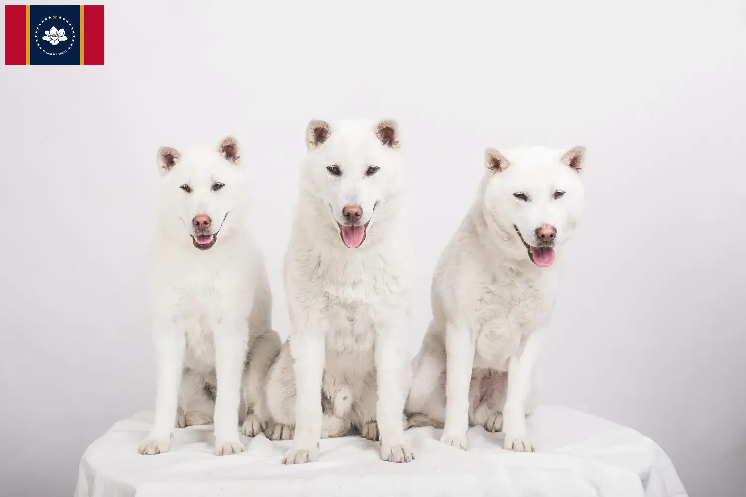 Kishu puppies and breeders Mississippi Here you can find Kishu breeders in Mississippi.