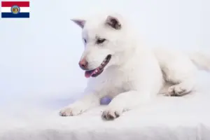 Read more about the article Kishu breeders and puppies in Missouri