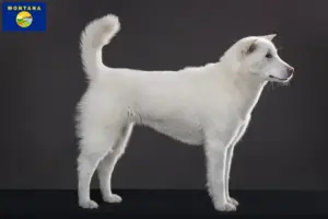 Read more about the article Kishu breeders and puppies in Montana