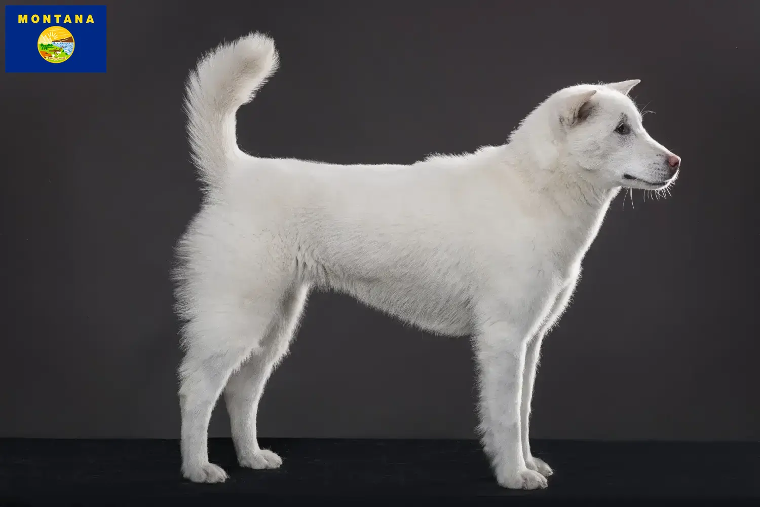Kishu puppies and breeder Montana Here you can find Kishu breeders in Montana.