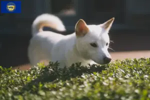 Read more about the article Kishu breeders and puppies in Nebraska