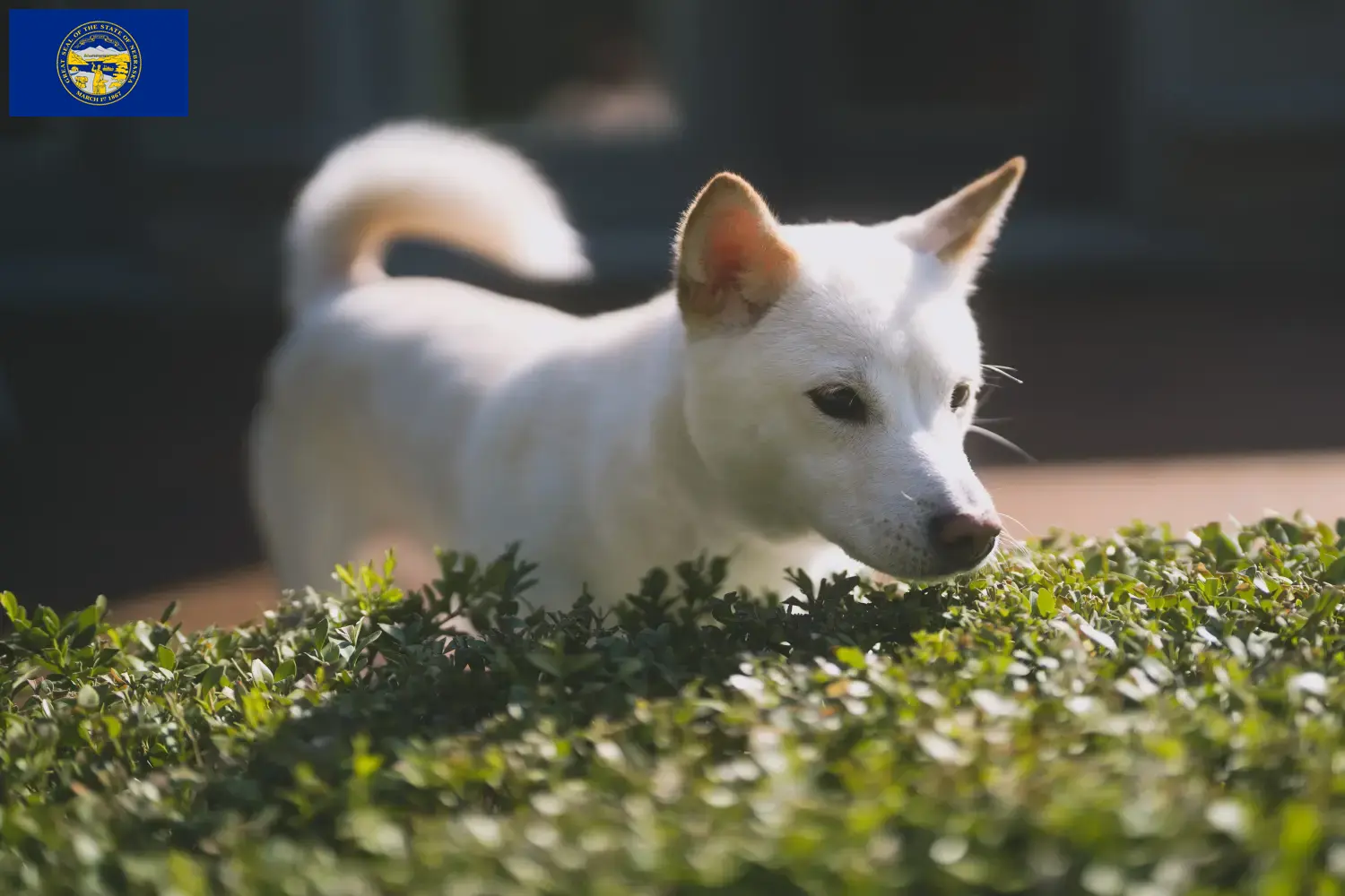 Kishu puppies and breeders Nebraska Here you can find Kishu breeders in Nebraska.