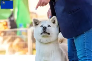 Read more about the article Kishu breeders and puppies in Nevada