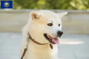 Read more about the article Kishu breeders and puppies in New Hampshire
