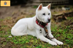 Read more about the article Kishu breeders and puppies in New Jersey