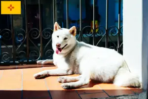 Read more about the article Kishu breeders and puppies in New Mexico
