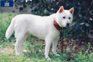 Read more about the article Kishu breeders and puppies in New York
