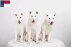 Read more about the article Kishu breeders and puppies in North Carolina