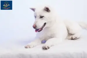 Read more about the article Kishu breeders and puppies in North Dakota