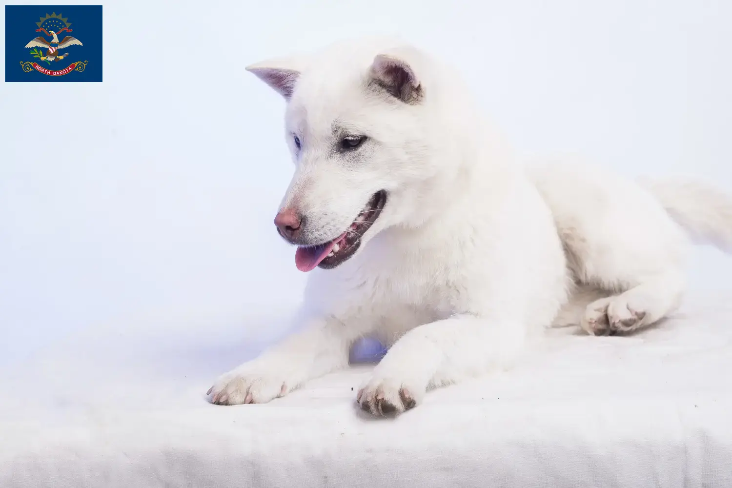 Kishu puppies and breeders North Dakota Here you can find Kishu breeders in North Dakota.