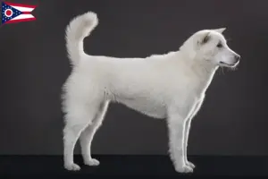 Read more about the article Kishu breeders and puppies in Ohio