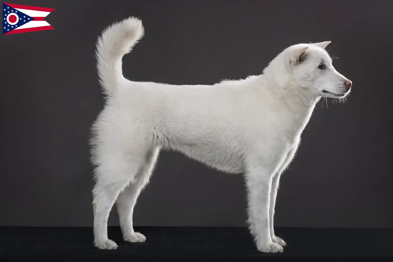 Kishu puppies and breeders Ohio Here you can find Kishu breeders in Ohio.
