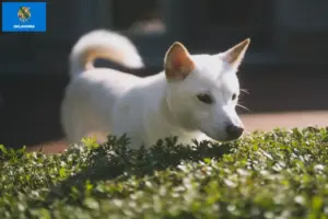 Read more about the article Kishu breeders and puppies in Oklahoma