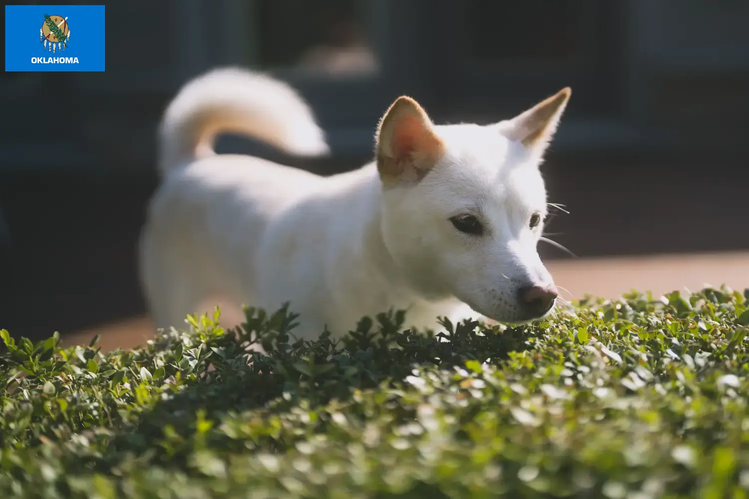 Kishu puppies and breeders Oklahoma Here you can find Kishu breeders in Oklahoma.