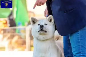 Read more about the article Kishu breeders and puppies in Oregon