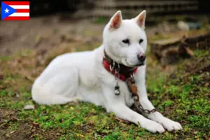 Read more about the article Kishu breeders and puppies in Puerto Rico