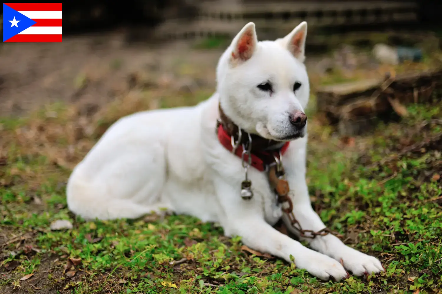 Read more about the article Kishu breeders and puppies in Puerto Rico