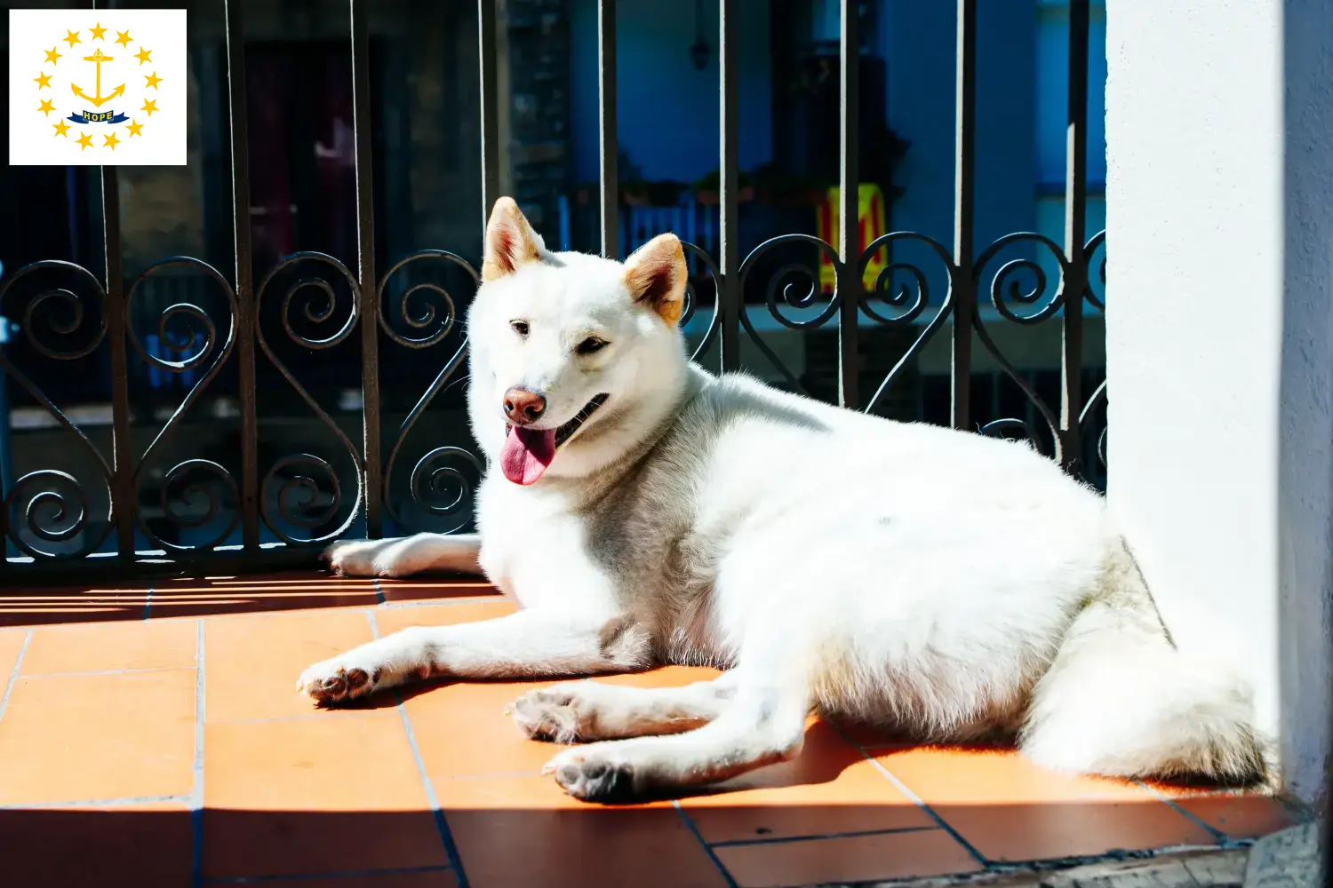 Read more about the article Kishu breeders and puppies in Rhode Island