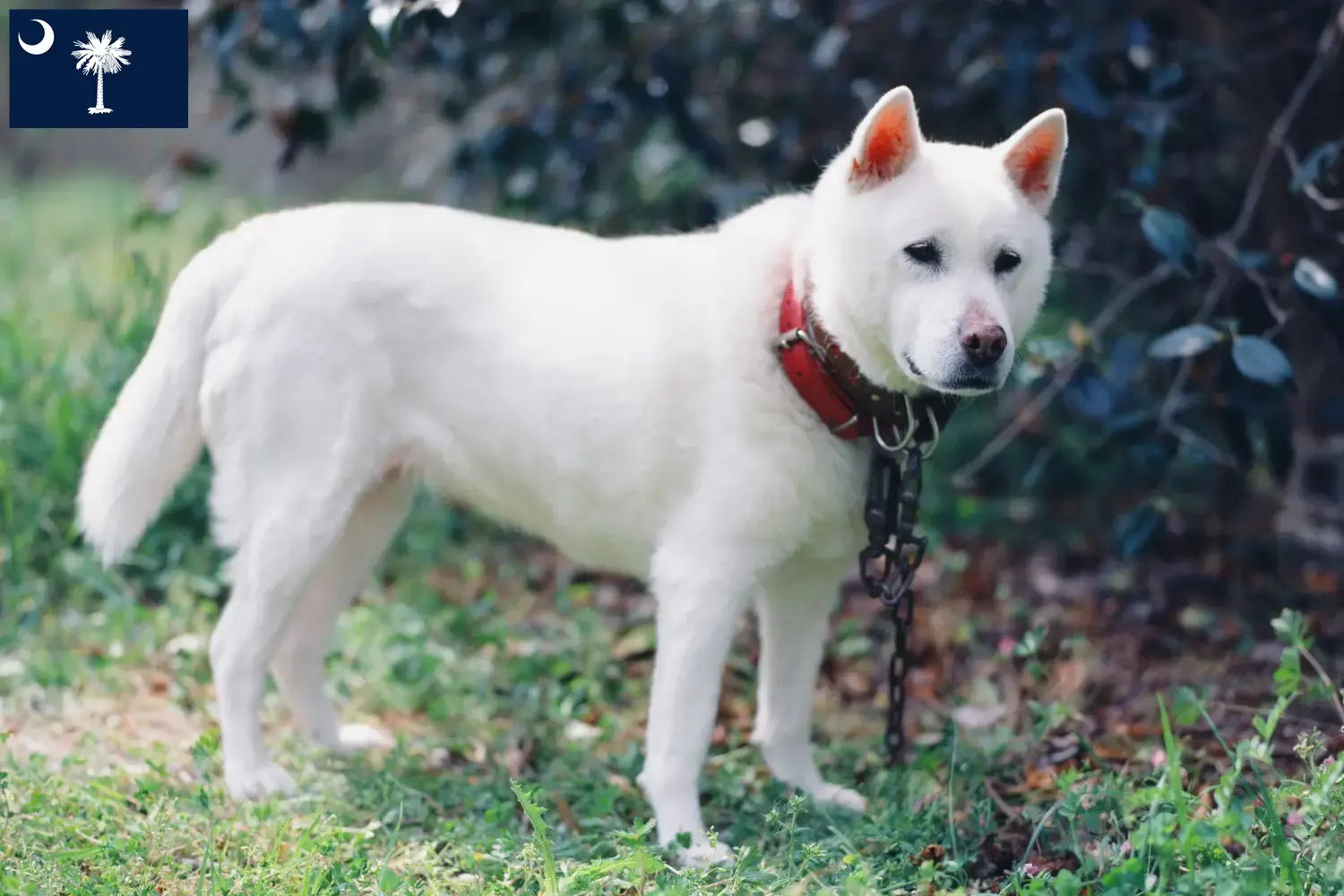 Read more about the article Kishu breeders and puppies in South Carolina