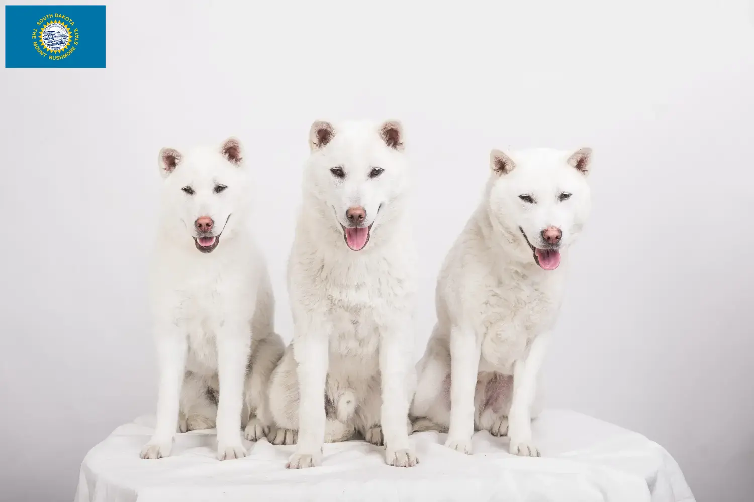 Read more about the article Kishu breeders and puppies in South Dakota