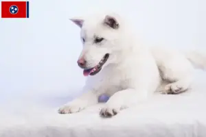 Read more about the article Kishu breeders and puppies in Tennessee