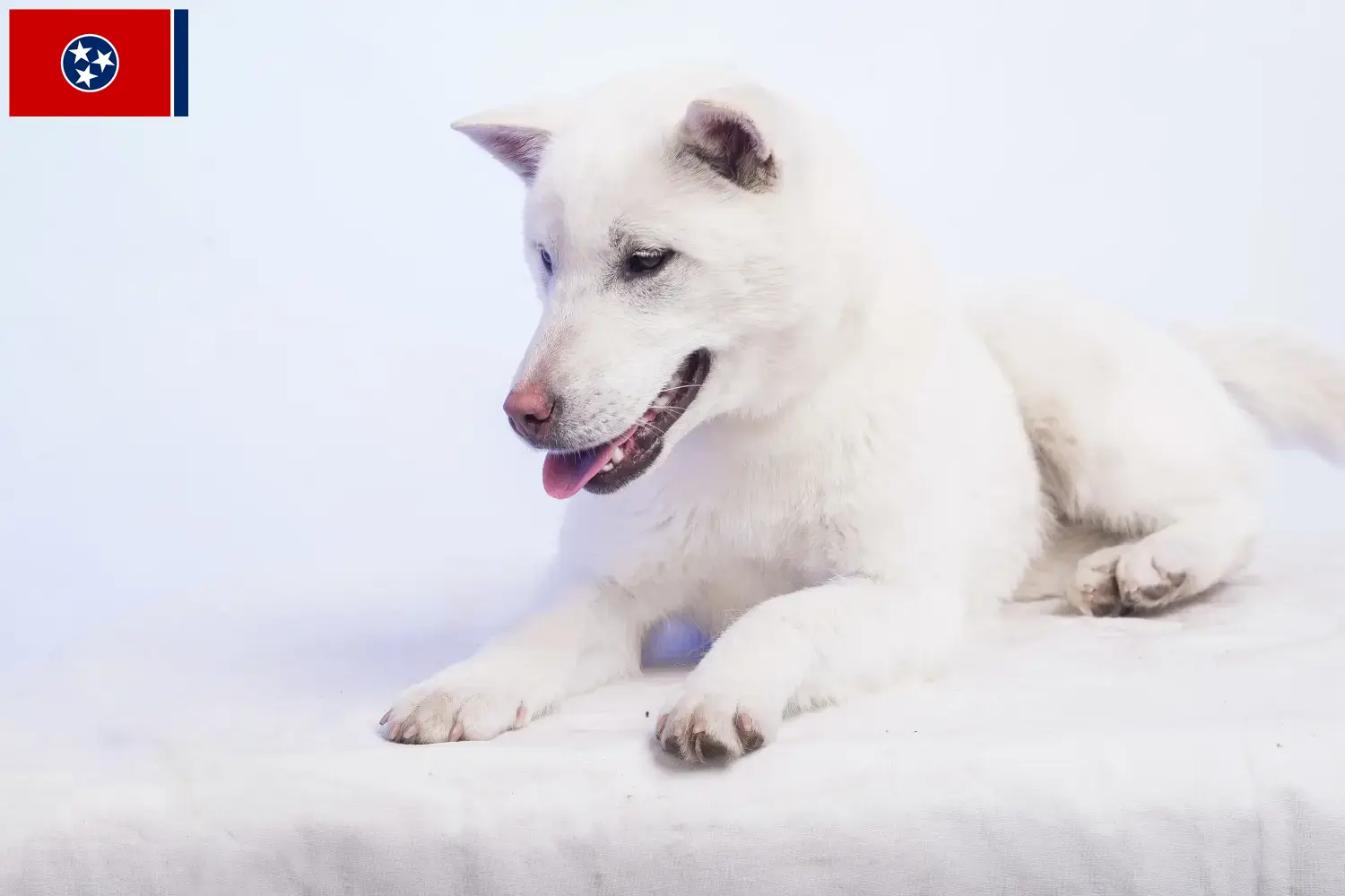 Read more about the article Kishu breeders and puppies in Tennessee